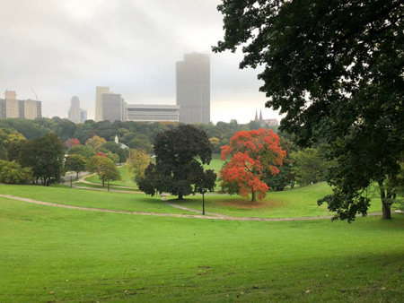 "Park with Red Tree,” October 2018