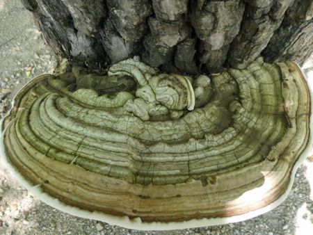 Fungus On A Dead Tree, Great Lake Sacandaga