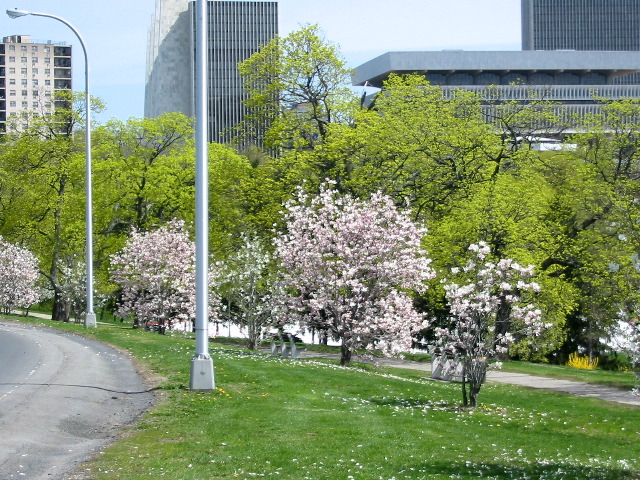 Falling Petals
