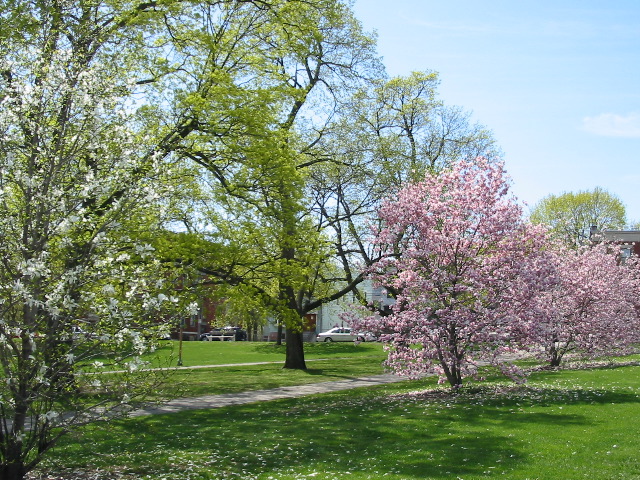Falling Petals