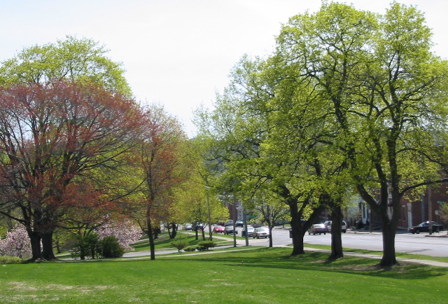 Morton Avenue From The Park