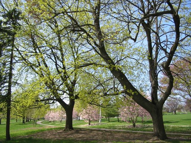 Gnarly Maples