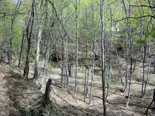 The Beaver Kill